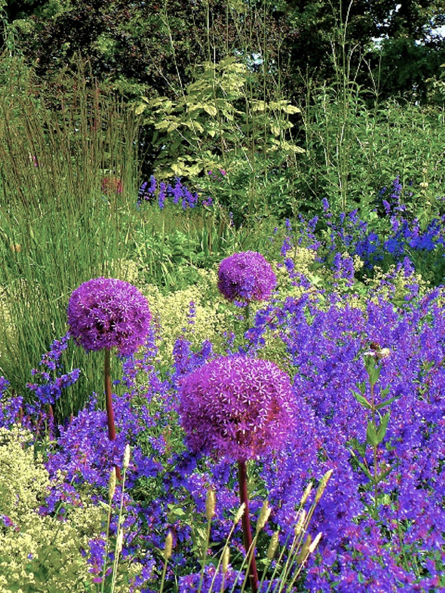 A vibrant garden scene featuring clusters of purple allium flowers amidst lush greenery and various blue flowers, creating a colorful and lively floral display.