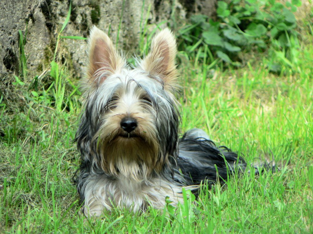 A small, fluffy dog with long hair lying on green grass, featuring prominent ears and a curious expression.