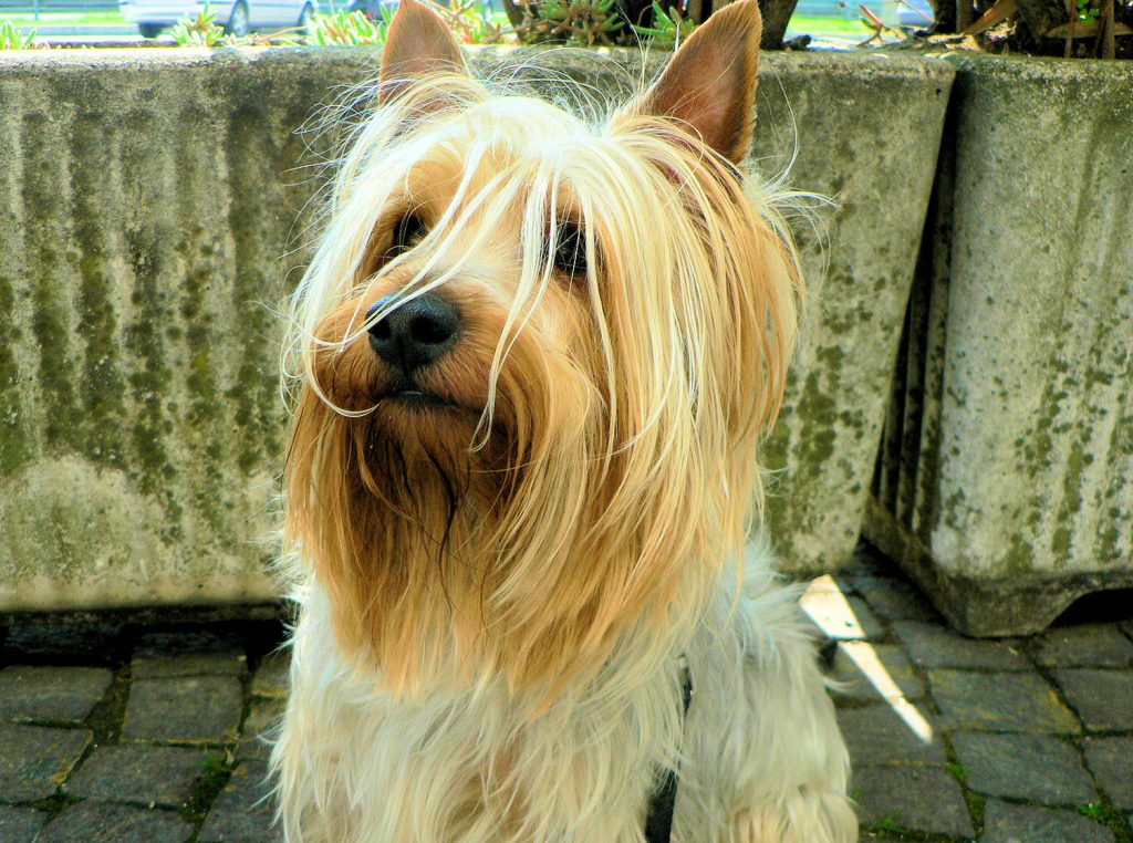 A close-up of a fluffy dog with long hair, set against a background of concrete planters and a street.