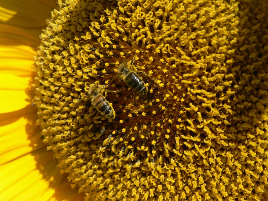 Two bees collecting pollen from the center of a blooming sunflower.