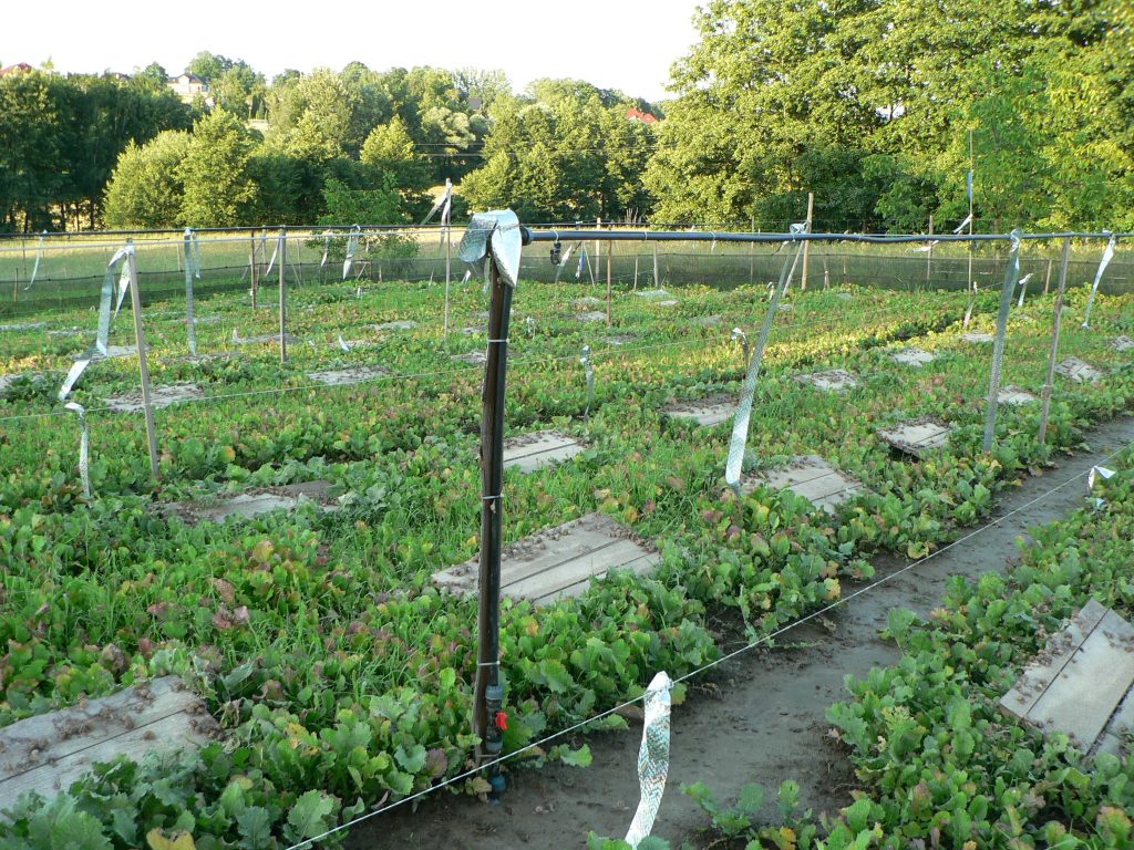 A view of a small snail farm field with rows of green plants, surrounded by trees and a clear sky.