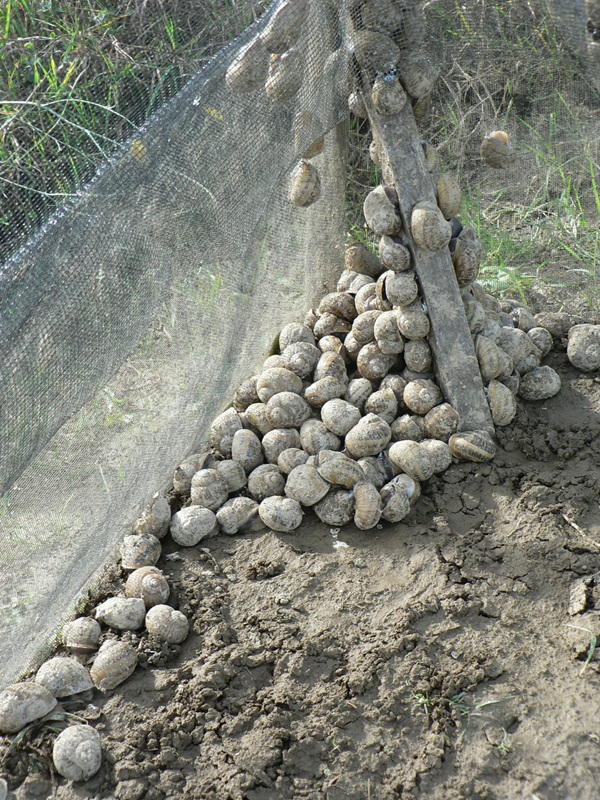 A pile of snails resting on the ground, partially covered by a net, with a wooden post supporting the structure.