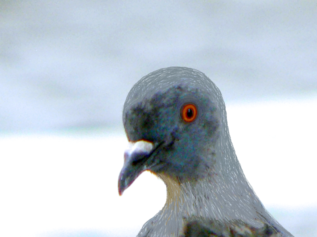 Close-up of a pigeon with a gray head and orange eye, set against a blurred background.