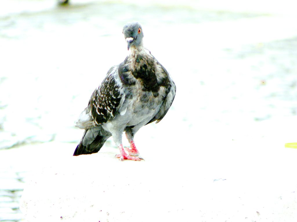 A close-up of a grey pigeon standing on a light-colored surface near water.