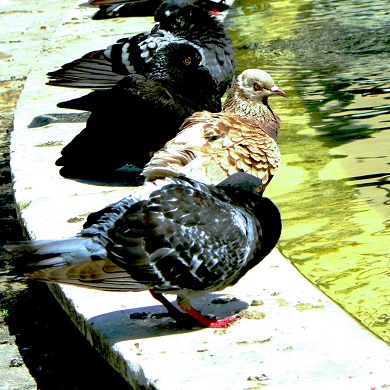 A group of pigeons resting along the edge of a pond, with varying colors and patterns in their feathers.