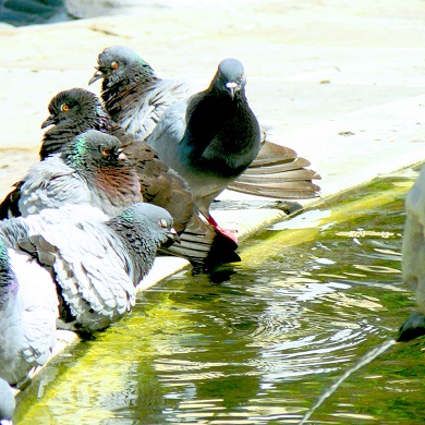 A group of pigeons gathered by a water edge, with one pigeon prominently facing the camera.