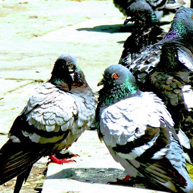 A group of pigeons with varying feather patterns and colors, standing on a stone surface in bright sunlight.